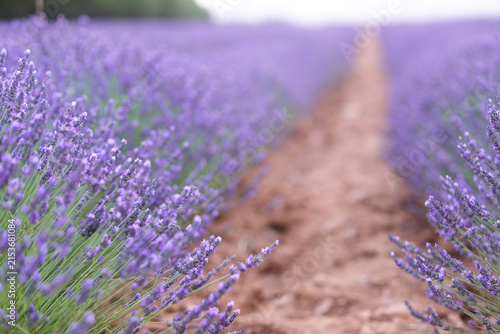 Sunset over a summer lavender field. Landscape with rows of lavender