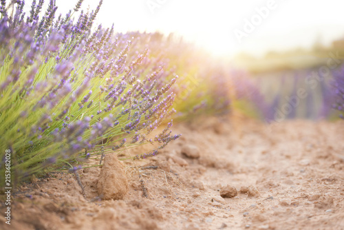 Sunset over a summer lavender field. Landscape with rows of lavender