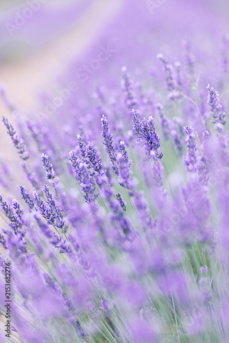 Sunset over a summer lavender field. Landscape with rows of lavender