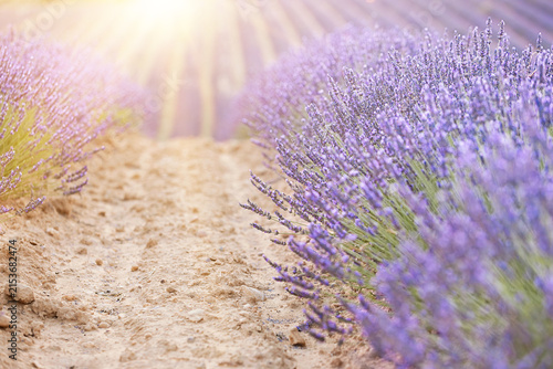 Sunset over a summer lavender field. Landscape with rows of lavender