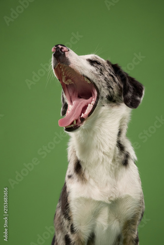 Fotografie Border Collie mix displays a huge yawn during a clean portrait session