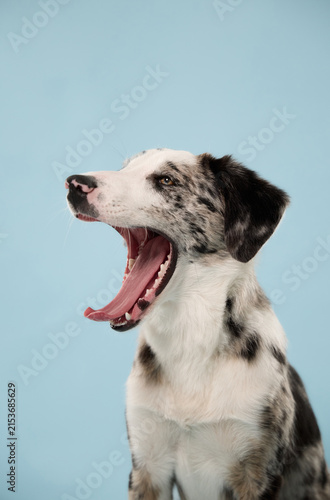 Border Collie mix opens its mouth wide while yawning during a studio portrait. Funny spontaneous expression creates a relatable concept about tiredness, sleep and canine behavior.