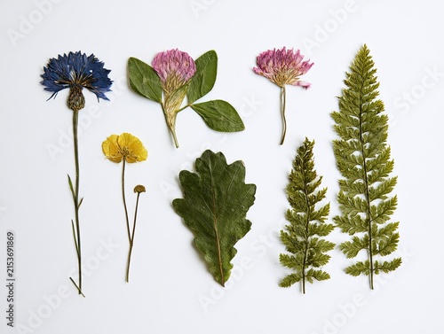 Collection of Pressed Flowers and Ferns on White Background.