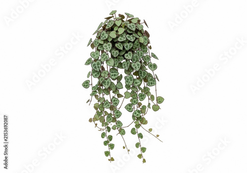 String of hearts plant hanging with green leaves