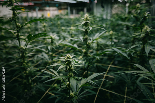 Indoor cannabis grow room background with dense flowering hemp plants for cultivation banner and agricultural design