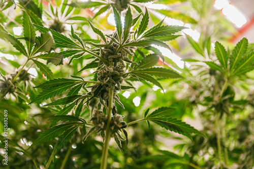 cannabis indoor plant with tall stems and clustered buds among green leaves for botanical background and wellness poster