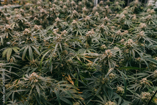 Close up cannabis buds and foliage in indoor grow room showing trichomes and dense flowering for botanical background and product detail