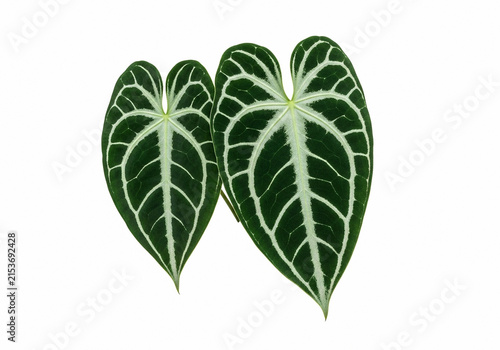 Tropical Anthrium Plant Leaves with Veins Pattern