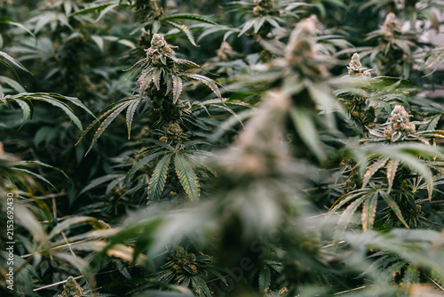 Dense cannabis crop field with multiple flowering tops for agricultural background and industrial hemp cultivation banner and production design
