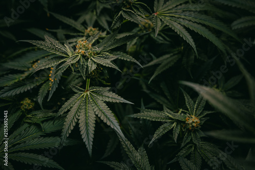 Thai cannabis plant canopy close-up with flowering buds and dark green leaves for botanical background and herbal cultivation banner