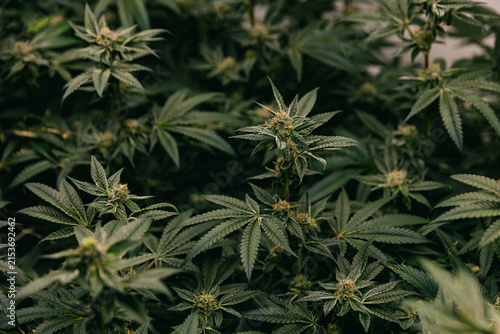 Dense cannabis foliage background with green leaves and buds for botanical wallpaper and herbal design projects