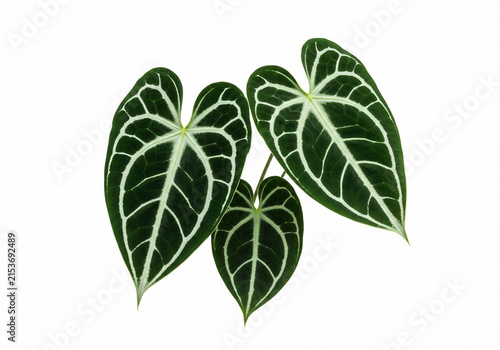 Tropical Anthurium Clarinervium Leaves Isolated on White