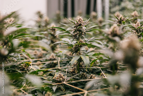 Close up indoor cannabis grow room with budding plants and trellis for botanical background and cultivation design