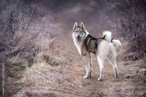 Beautiful West Siberian Laika standing on an autumn forest path. Walking with a hunting dog outside the city.
