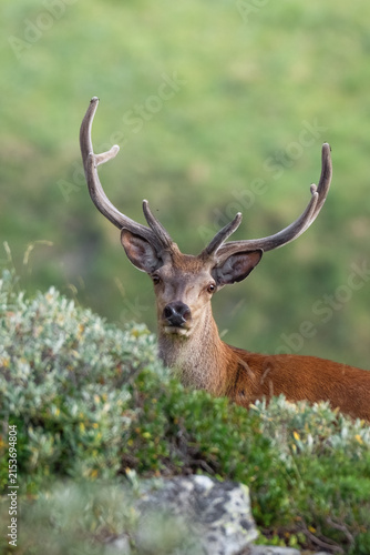 Photography European Red Deer (Cervus elaphus) close-up portrait