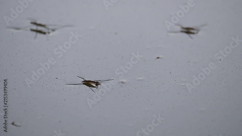 A water strider on the surface of a pond, a fast-moving creature that skims across the water, resembling a spider