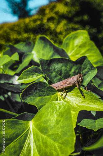 Фотография Vertical shot of a brown grasshopper resting on vibrant green ivy leaves in natu