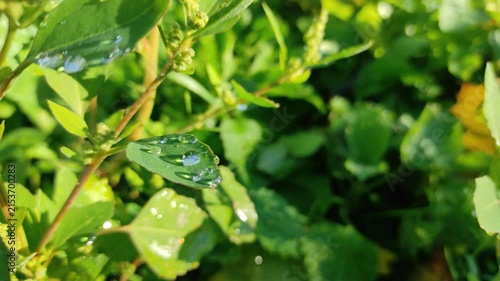 Transparent dew on green grass. Dawn. Green grass in the morning. Dew close-up. Grass after rain