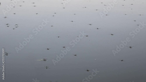 A water strider on the surface of a pond, a fast-moving creature that skims across the water, resembling a spider