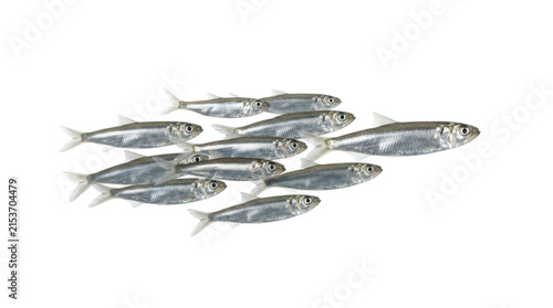 A school of small silver fish swimming together isolated on transparent background