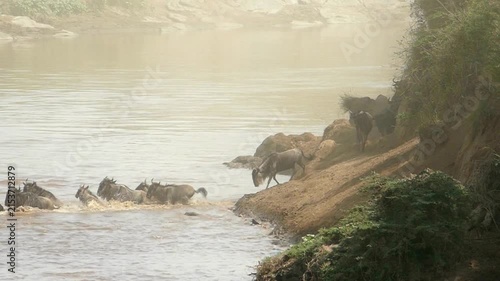 Wildebeest herd crossing river during great migration. African wildlife safari scene in dusty golden light. Gnu animals swimming across water.