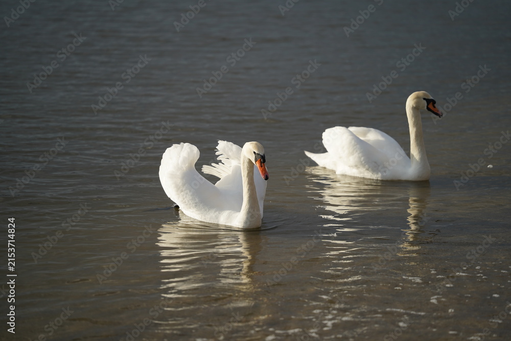 Obraz premium swans birds and seagulls in Black sea at Varna - BG