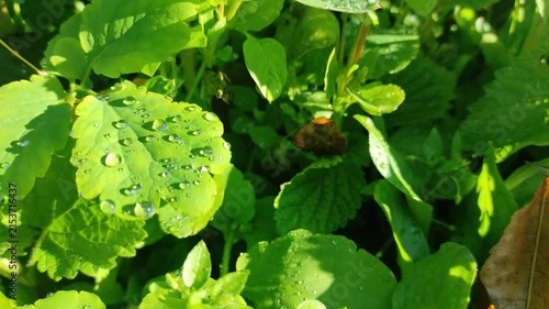 Transparent dew on green grass. Dawn. Green grass in the morning. Dew close-up. Grass after rain