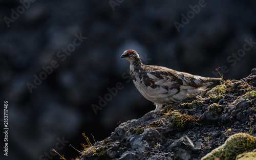 Foto ptarmigan on rocks