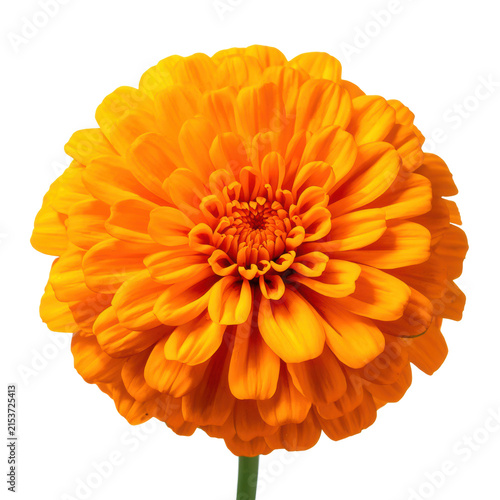 Mexican Marigold Cempasúchil Flower Isolated PNG
