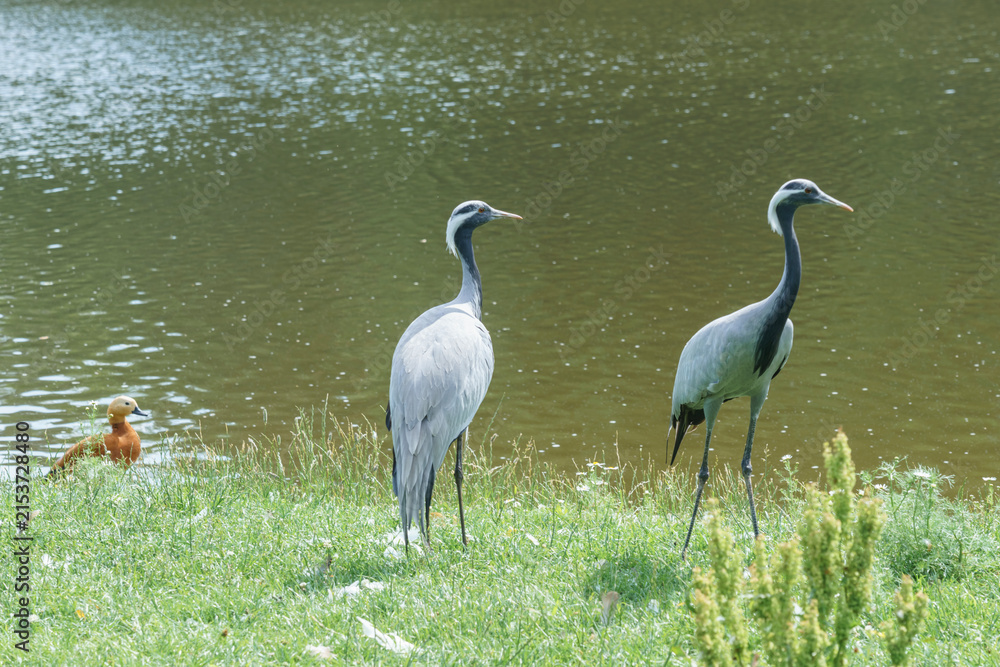 Obraz premium Pair of beautiful demoiselle cranes standing on green grass near river bank with small orange duckling visible in the background. Commercial wildlife stock asset for eco-tourism and nature protection.