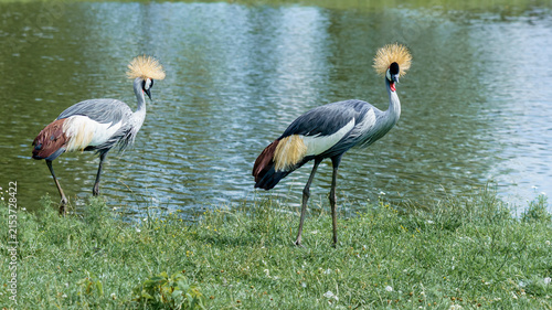 Quadro su tela Two grey crowned cranes walking along the edge of a pond, showcasing their disti