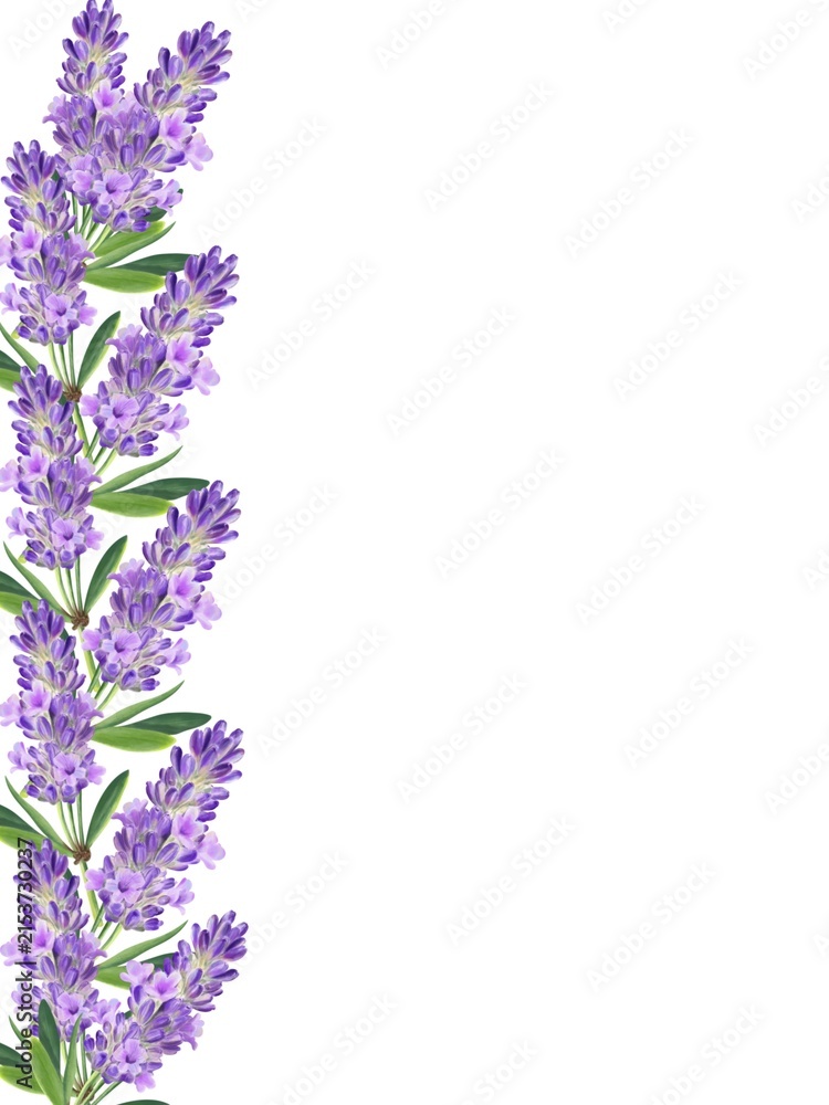 Obraz premium Watercolor lavender Flowers Border, botanical Border with purple Flowers and green leaves , copy Space, Hand painted Illustration .