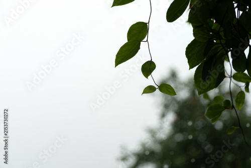 A hanging green shoot of Schisandra chinensis against a rainy gray sky. Minimalism. Copy space.