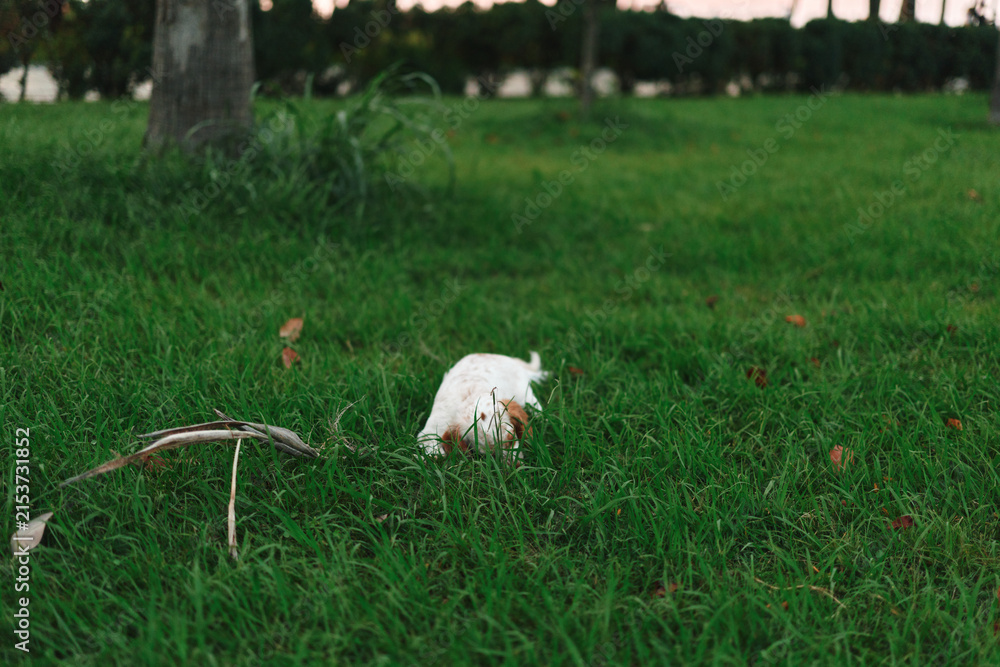 Obraz premium White dog nibbling in lush green grass at a park, calm outdoor scene with trees in background and soft lighting for peaceful mood