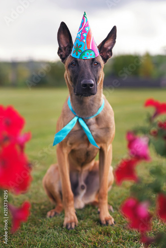Serious young Belgian Shepherd dog Malinois posing outdoors sitting on a green grass with red flowers wearing a colorful birthday cap