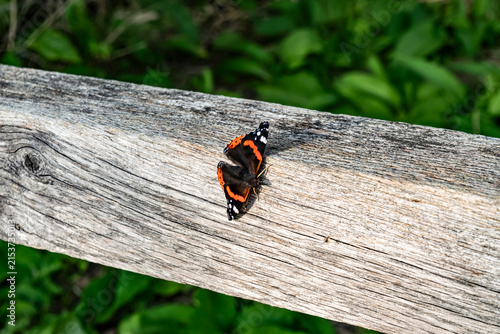 Foto Red Admiral butterfly close-up on a log, selective focus