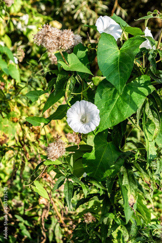 Foto field bindweed flower (Convolvulus arvensis) in a summer garden, selective focus