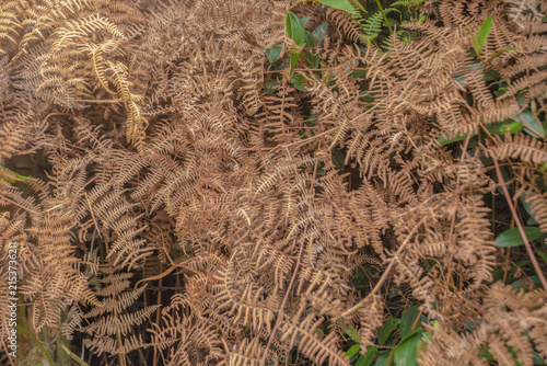 Canvastavla The intricacy of dried fronds of eagle fern plants
