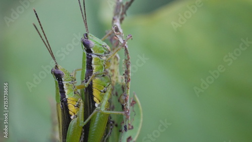 Fotografie Two Green Grasshoppers Mating on a Damaged Leaf with a Blurred Natural Garden Ba
