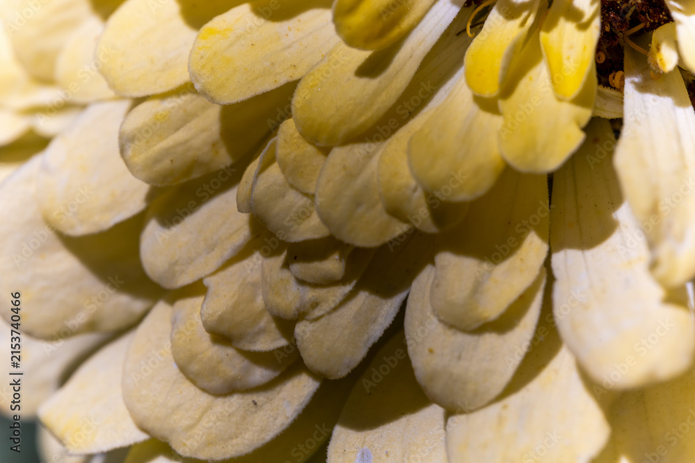 Obraz premium A close-up macro shot of pale yellow zinnia petals, revealing their delicate texture and layered structure.