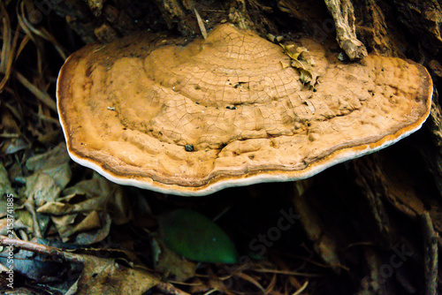 Canvastavla Large bracket fungus growing from a tree trunk