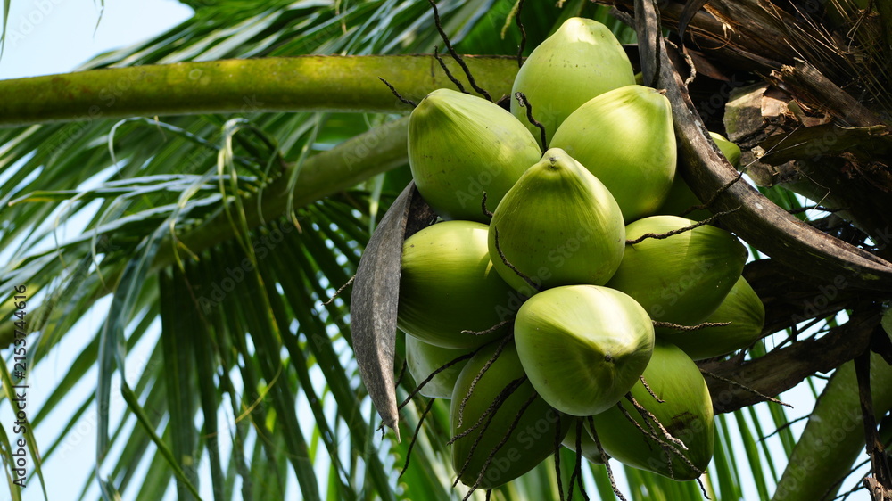 Fototapeta premium Close-up of fresh green coconuts hanging on a coconut palm tree in the tropical garden.