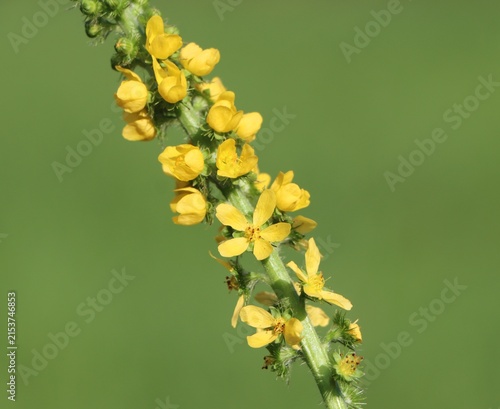 Canvastavla Wild medicinal plant Agrimonia eupatoria (churchsteeples) growing in a meadow