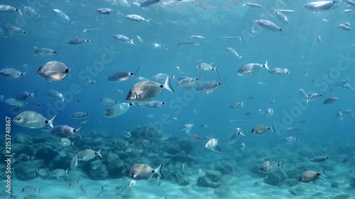 underwater fish scenery from mediterranean  sea breams ocean scenery underwater landscape seabreams  Diplodus sargus