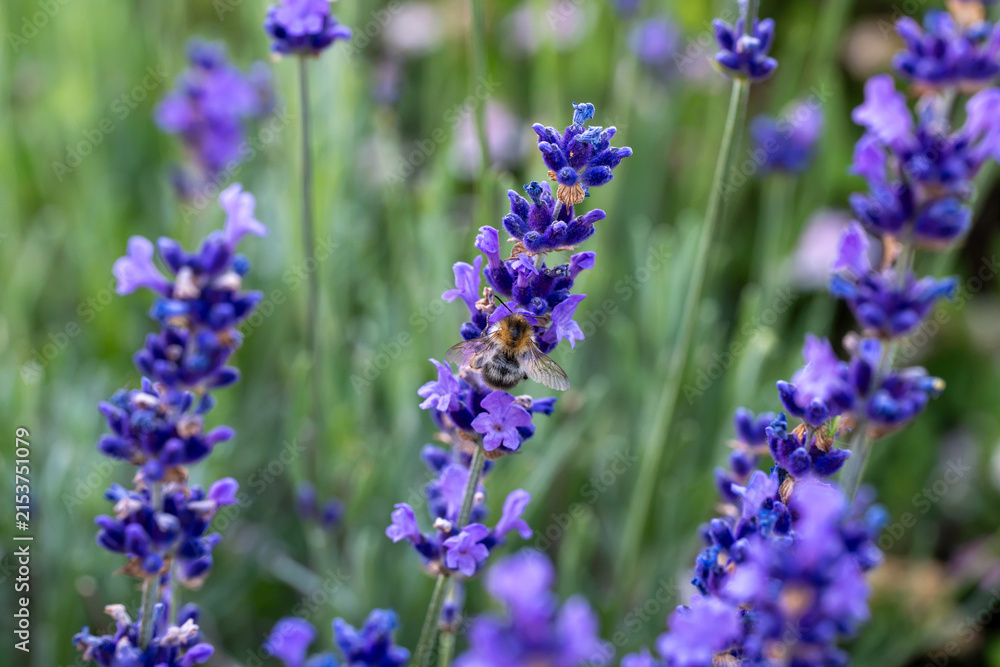 Obraz premium A fluffy bumblebee resting on a vibrant purple lavender flower spike surrounded by lush green foliage.