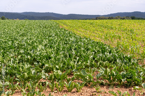 Canvas Print Wide landscape shot showing two adjacent farmland crops with green sugar beet leaves on the left and young corn shoots on the right under a clear sky