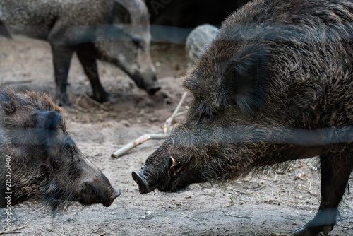 Foto Detailed profile view of two wild boars standing face-to-face near a wire fence, showing visible tusks and coarse bristle texture