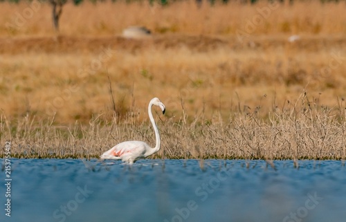 Bild auf Leinwand Greater flamingo (Phoenicopterus roseus) wading in the water in Kabakli Pond, Tigris Basin, Turkey