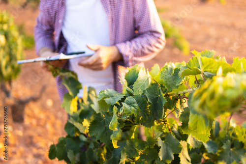 Cuadro en lienzo Viticulturist or farmer monitoring grapevines in a vineyard, taking notes on a c