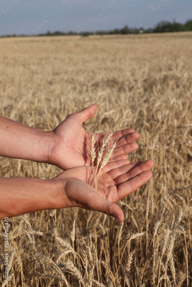 Obraz premium Man holding wheat spikes in field, closeup